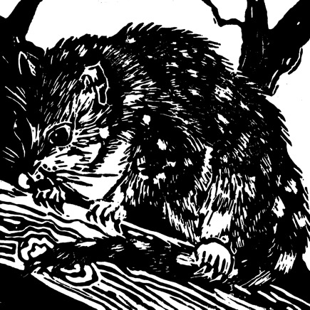 Spotted Quoll Lino Print001.png