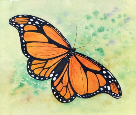 monarch butterfly.jpg