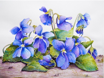 Big Violets no background IMG_7588.jpg