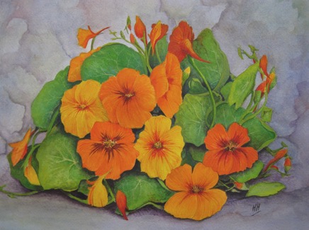 Nasturtiums 1 IMG_7644.jpg