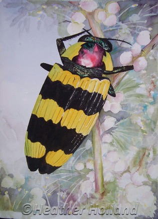 The Jewel Beetle 100_2427wtmk.JPG